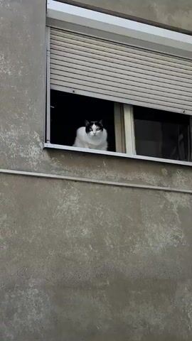 A black and white cat sits on a windowsill, looking out. The cat is mostly white with black markings on its head and ears. The cat's eyes are open and it appears to be alert. The windowsill is made of concrete and there is a window with blinds behind the cat. The background is dark.