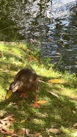 A brown duck with orange feet and a yellow bill walks on the grass near a body of water. The water is rippling and reflecting sunlight. The grass is green and strewn with fallen leaves. There is foliage in the background. The duck appears to be walking towards the viewer.