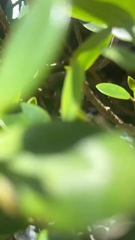 The video starts with a close-up, blurry view of a bush with small, green leaves. The camera pulls back to show the bush more clearly, then pans up to reveal a sunny sky with a few clouds and a mountain in the background. The area appears to be a park with other trees and a paved pathway.  The audio includes children's voices in the background.