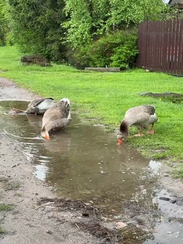 The video shows three grey geese in a muddy puddle on a grassy roadside. Two of the geese are standing in the puddle, drinking, while the third goose is on the grass at the edge of the puddle, also drinking. The geese have orange beaks and legs. Behind the puddle is green grass, a brown wooden fence, and trees. The puddle is muddy and brown, reflecting the sky. The road is dirt. It looks like it has rained recently.