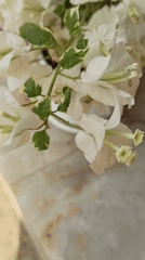 Bougainvillea, a garden spider, and fresh sambal in progress