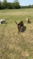 Three dogs play in Nuremberg park field