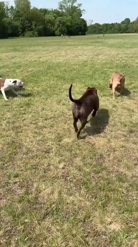Three dogs play in Nuremberg park field