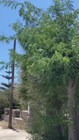 The camera captures a scene on a bright, sunny day, focused on a tree with abundant green leaves that are being strongly moved by the wind. The tree stands near a road and a low stone wall that appears to mark a property line. A utility pole is also visible near the tree.