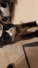 Cat owner shares chocolate break with Siamese mix in Russia