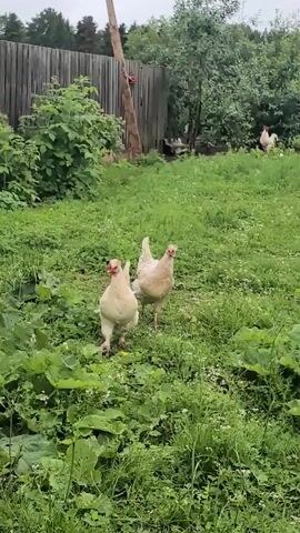 A video shows two pale-colored chickens in a yard. The chickens are facing the camera. The chicken in the foreground is slightly to the left and is in the process of pecking at the ground. The chicken in the background is slightly to the right and is standing with its head held high. Both chickens are surrounded by lush green grass and foliage. In the background, there is a wooden fence and trees. The sky is overcast. Another chicken, also pale-colored, can be seen in the distance to the right of the frame.