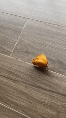 Butterfly spotted multiple times in Tả Van, Vietnam morning