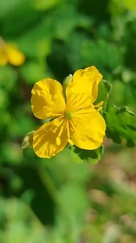 A close-up, slow-motion shot focuses on a single bright yellow flower with five petals and a green center. The flower is surrounded by blurred green foliage, suggesting an outdoor setting with natural light. The camera appears to be slightly moving, causing the flower and its background to shift subtly within the frame.