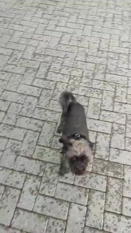 The media file features a small, dark-haired dog standing on a paved surface. The dog is wearing a harness with a light-colored band around its neck. The paving stones are rectangular and laid in a herringbone pattern. The surface appears damp, with some water spots visible.

The dog is looking towards the camera with its tail curled up over its back. Its fur is a mix of dark grey and black, with lighter grey or white around its face. The dog's ears are floppy, and its expression is alert.

The scene appears to be outdoors, possibly in a backyard or a public walkway, given the paved ground. The lighting suggests it could be daytime, but the exact time is not discernible. There are no people visible in the frame. The overall mood is neutral, focusing on the dog's presence. No text is visible within the media file.