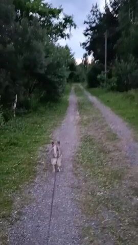 A dog is being walked on a leash down a gravel road. The dog is facing away from the camera. There are trees and grass on either side of the road. In the background, there is a house with a dark roof and a brown fence. The sky is overcast.