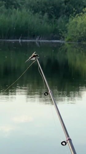 Lakeside fishing in Bigila, dragonflies and golden light included