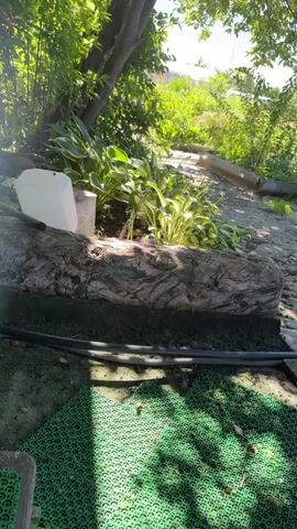 The video shows a close-up view of a garden area on a sunny day. The foreground is dominated by a textured, log-like object, possibly artificial, with a green mat beneath it. A black hose runs across the scene. Behind the log, a cluster of hosta plants with green and white variegated leaves are visible. A metal rebar, bent and rusty, protrudes from the log and points upwards into the plants. To the left, a white plastic container sits near the plants. The background consists of more greenery and a pathway. The lighting suggests it is daytime, with sunlight filtering through the leaves.