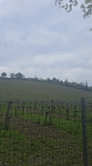 Vienna hillside vineyard filmed alongside tree-lined pedestrian path