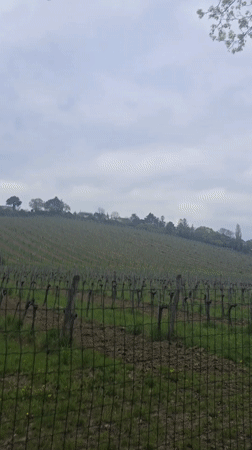 Vienna hillside vineyard filmed alongside tree-lined pedestrian path