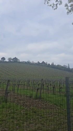 Vienna hillside vineyard filmed alongside tree-lined pedestrian path