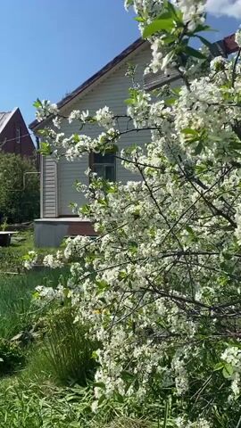 The video presents a sunny backyard garden, showcasing a mix of blooming flowers, cultivated beds, and natural greenery. In the foreground, a cherry tree laden with white blossoms dominates the view, partially obscuring a beige, one-story house with a visible window. A flowerbed of vibrant red tulips adds a pop of color near the bottom left corner. The camera pans slightly to the left, revealing an organized garden layout with rows of strawberry plants covered by netting, and cultivated soil covered with a white fabric between rows. In the distance, a red-roofed house can be seen among trees and bushes. As the camera continues its panoramic movement, a metal frame structure and a light green, possibly swing-like seat come into view, offering a broader look at the garden layout. The clear blue sky above suggests a pleasant, sunny day.