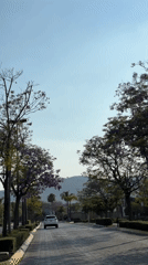 White car drives down tree-lined street in Mexico