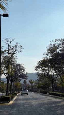 White car drives down tree-lined street in Mexico