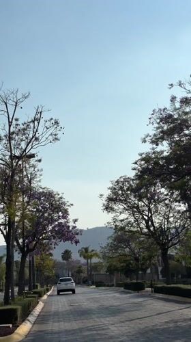 White car drives down tree-lined street in Mexico