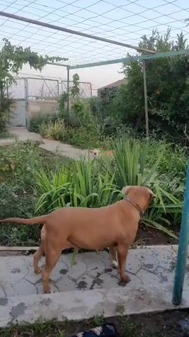 A large tan dog stands in a backyard, facing away from the camera and towards a smaller tan and white dog. The smaller dog is on a concrete patio, and the larger dog is on a path leading to the patio. The backyard is overgrown with plants and has a wire fence in the background. A clothesline is visible overhead. The video then shows the two dogs interacting on the patio. The smaller dog is running and jumping towards the larger dog, who is facing away from the camera. The larger dog turns and runs towards the smaller dog, appearing to chase it. The video ends with the larger dog chasing the smaller dog across the patio.