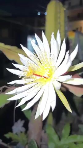 A close-up, vertical video shows a large, white cactus flower in bloom at night. The flower has many delicate petals and prominent yellow stamens with orange pollen. A thin red stamen is visible in the center. The background is dark, with some blurred lights suggesting an indoor or outdoor setting at night. A portion of a green cactus stem is visible behind the flower. The flower is the primary subject and is in sharp focus.