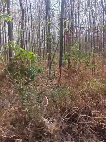 The video shows a view from a moving vehicle through a forest and then onto a paved road. The forest consists of tall, bare trees and undergrowth. The road is asphalt with some cracks and puddles. There are power lines visible along the side of the road. The sky is overcast.