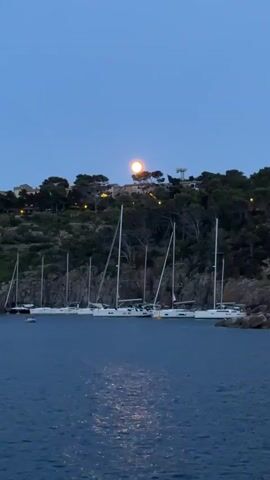 A vertical video captures a tranquil bay at dusk. Several white sailboats are moored in a row, their masts standing tall against a backdrop of a verdant, tree-covered hill. The hill is dotted with lights from buildings nestled among the trees. The moon, a bright orb, is visible in the deep blue sky, casting a shimmering reflection on the calm water of the bay. The scene is peaceful and serene.