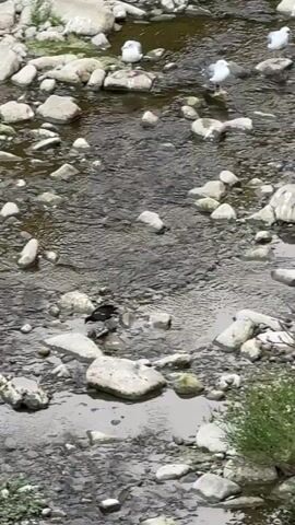A shallow, rocky stream flows across the frame. Several white rocks of various sizes are scattered throughout the streambed. In the upper portion of the frame, three birds are visible standing on the rocks. Two of these birds are white with dark markings, and appear to be gulls. The third bird, further to the left and closer to the center of the stream, is dark in color and smaller than the gulls. The water is dark and appears to have some sediment. The edges of the stream are lined with rocks and vegetation. The overall lighting suggests it is daytime.