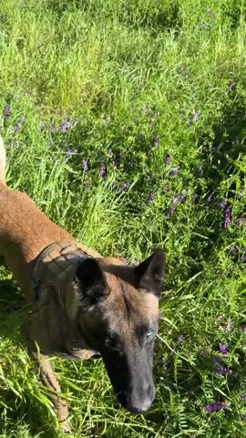 A medium shot shows a brown dog with a harness running quickly through a field of long, green grass.  In the background, there are trees and a hanging wicker chair. The lighting is bright and sunny. The dog is moving away from the camera.