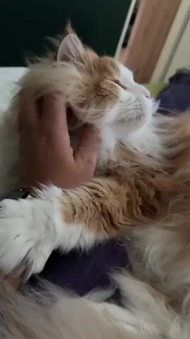A person's hand is petting a fluffy orange and white cat. The cat is lying down, with its eyes closed, and appears to be enjoying the petting. The background is slightly out of focus, but it appears to be a bedroom or living room with a pillow and a blanket.
