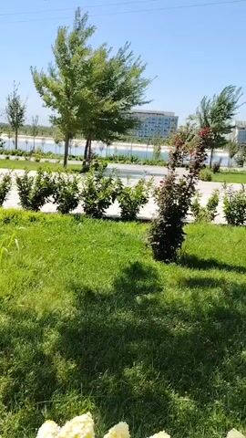 The video shows an outdoor scene on a sunny day. In the foreground, there are white flowers and green grass with shadows. A thin wooden post is visible on the left. In the middle ground, there is a row of green bushes and a small tree. Behind the bushes, there is a sign that reads "Hilton" and "Legend". Further in the background, there is a body of water, trees, and buildings. The sky is clear and blue. The video is a short, panning shot from left to right, showing a landscaped area with a hotel in the distance.