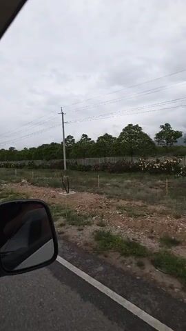 The video captures a view from inside a moving vehicle, looking out the passenger side window. The scene depicts a rural or semi-rural environment under an overcast sky. A side mirror of the vehicle is visible in the foreground, reflecting the interior. Beyond the mirror, a paved road with a white line marking runs parallel to the direction of travel. To the right of the road, there is a stretch of undeveloped land with patchy grass, dirt, and scattered rocks. A few short, white posts are intermittently placed in this area. In the midground, a dense line of trees forms a barrier, behind which a wooden fence is visible. There are also some flowering bushes, appearing to be pink roses, scattered in front of the trees. A utility pole with power lines stretches across the sky above the trees. The overall impression is of a landscape in transition or undeveloped land adjacent to a roadway.