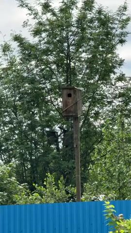 The scene depicts two wooden birdhouses mounted on separate posts, positioned against a backdrop of lush green trees. The birdhouse in the foreground is notably visible, showcasing a circular entrance hole. The second birdhouse is partially obscured by foliage. A corrugated blue fence runs along the bottom of the frame, providing a boundary to the scene. The sky above is overcast, with some light peeking through the clouds.