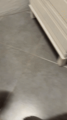 Grey cat spotted on tiled floor in Kaliningrad