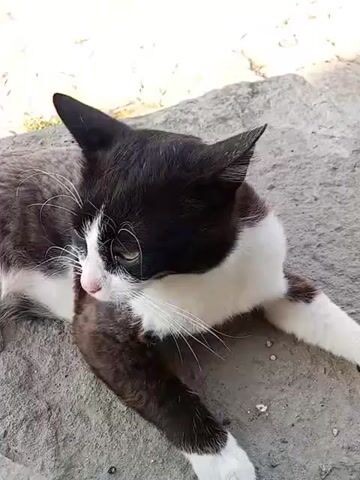A black and white cat lies on a rough, light gray surface. The cat is mostly black with a white chest and muzzle. Its eyes are partially closed, and it appears to be looking towards the left of the frame. The surface it's on looks like concrete or pavement.