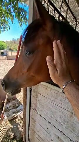 A close-up shot shows a person's hand petting a brown horse. The horse's head is near a wooden structure, possibly a stable or fence. The background shows trees and a blue sky. The horse appears to be calm and comfortable with the interaction. The person's hand is gently stroking the horse's face and neck.