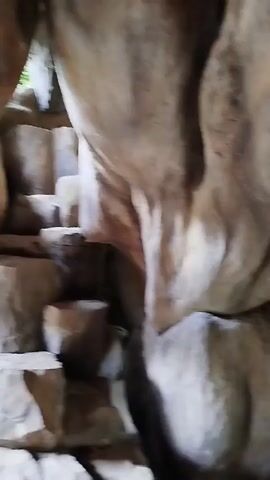 The video shows a close-up view of what appears to be a statue of a deity. The statue is seated on a pedestal and is adorned in colorful clothing, predominantly gold and green. The surrounding environment seems to be a dimly lit area with rock-like formations or carvings that create a cave-like atmosphere. The camera movement is slightly shaky, suggesting it might be handheld. The overall impression is that of an indoor shrine or a religious site. There are no people visible in the video, and the focus remains on the statue and its immediate surroundings. The lighting is subdued, with some areas being brighter than others, possibly from natural light filtering in from an unseen opening. In the background, out of focus, there are glimpses of what could be vegetation or structures, hinting at an outdoor area beyond the depicted space.