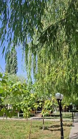 A video captures a sunny day in a park. A weeping willow tree with long, drooping branches dominates the frame, its green leaves rustling in the breeze. In the background, a tall, slender tree stands against a clear blue sky. Further back, a small building with a brown roof and yellow accents is visible, partially obscured by the foliage. A black lamppost with a white light fixture stands in the foreground to the right. The ground is covered in green grass with some patches of dry, brown areas. Several small, thin saplings are planted in the grass. The overall impression is of a peaceful outdoor setting on a warm day.