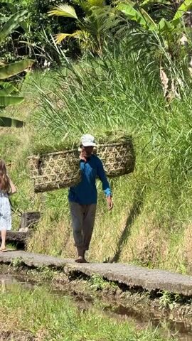 A person wearing a blue long-sleeved shirt, grey pants, and a white hat walks along a narrow stone path. They are carrying two large woven baskets filled with green grass or vegetation, balanced across their shoulders. The path is bordered by water on one side and a grassy embankment on the other. Lush green foliage and trees are visible in the background. The scene appears to be outdoors in a rural or agricultural setting, possibly rice paddies or fields, under bright daylight conditions.