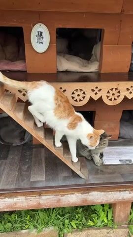 The video shows an outdoor cat house with multiple openings for cats to enter and sleep. Several cats are visible inside and around the structure. In the foreground, a white and orange cat is descending a wooden ramp, interacting with a tabby cat positioned below. Another tabby cat is visible inside one of the openings of the cat house. Further to the right, a black cat is sitting near a food bowl. The cat house is made of wood and has decorative carvings. The environment appears to be outdoors, with green foliage surrounding the structure. There is also a sign attached to the cat house.