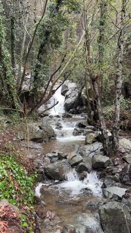 The video shows a rocky stream flowing down a slope. The water is clear and rushing, with small cascades forming as it flows over the rocks. There is a small waterfall in the background. The stream is surrounded by trees, some covered in vines, and greenery. The ground is covered in leaves. The video appears to be taken on a cloudy or overcast day.