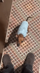 Quiet evening documented: man and sweater-wearing dog at home