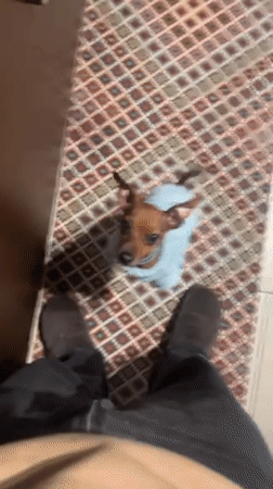 Quiet evening documented: man and sweater-wearing dog at home