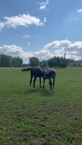 Two young horses play in a grassy field under a blue sky with fluffy clouds. The horse on the left is dark brown, and the horse on the right is gray. They are playfully nipping at each other. The field is surrounded by trees and a fence.