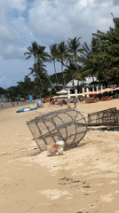 Small dog explores beach debris and trap in Thailand