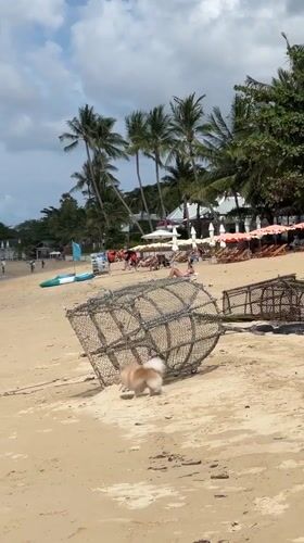 Small dog explores beach debris and trap in Thailand