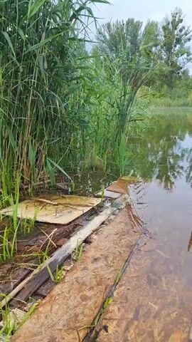 A fishing rod is partially submerged in the water next to a partially submerged dock made of wood and particle board. Tall reeds grow on the left side of the frame, and trees are visible in the distance across the water. The water is murky, and the sky is overcast.