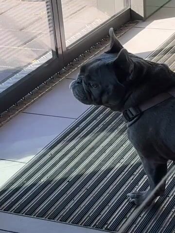 A french bulldog stands on a welcome mat in front of a glass door. The dog is facing away from the camera, looking out through the glass. Sunlight streams into the building, casting shadows on the floor. Outside the door, large planters with red and pink flowers are visible.