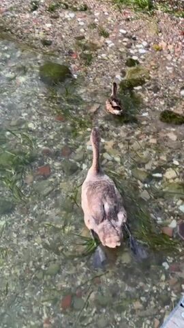 The video shows a shallow, clear body of water with a rocky, pebbly bottom. Aquatic plants are visible growing in the water. Several birds are present: two young swans, one white and one gray, and several ducks. The gray swan is in the foreground, facing away from the camera. The white swan is to its left. Ducks are scattered throughout the scene, some in the water and some on the shore. The shore is covered in gravel and sparse green vegetation. The water appears to be calm.