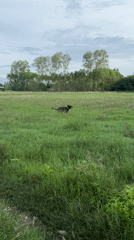 Dog runs through grassy fields in Thailand countryside